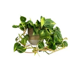 Philodendron Scandens Brasil - Sweetheart Plant -Plant potted plants Philodendron scandens Brasil Sweetheart Plant 15x40cm Issa Plant Pot Ochre 18x17cm