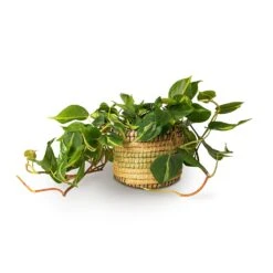 Philodendron Scandens Brasil - Sweetheart Plant -Plant potted plants Philodendron scandens Brasil Sweetheart Plant 15x40cm Jane Plant Baskets Set5 Jungle 3c512b2f 021b 446b be25 b4f07e34175a