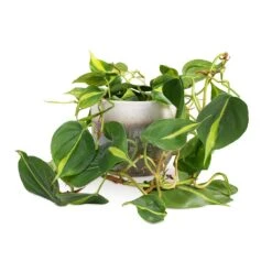 Tarra Plant Pot - Forest -Plant potted plants Philodendron scandens Brasil Sweetheart Plant 15x40cm Tarra Plant Pot Forest 19x16cm 59e426ac f1ea 44f0 903a 73e6753f4e76