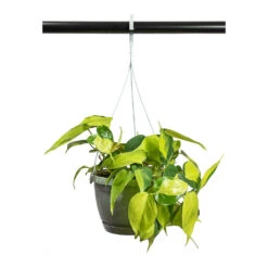 Philodendron Scandens Brasil - Sweetheart Plant -Plant potted plants Philodendron scandens Brasil Sweetheart Plant 17cm