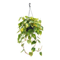 Philodendron Scandens Brasil - Sweetheart Plant -Plant potted plants Philodendron scandens Brasil Sweetheart Plant 28cm