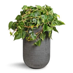 Philodendron Scandens Brasil - Sweetheart Plant -Plant potted plants Philodendron scandens Brasil Sweetheart Plant 28x50cm Cody Plant Vase Ridged Dark Grey 35x55cm c342e66f b220 4bf0 837e 443b40b649fc