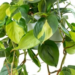 Philodendron Scandens Brasil - Sweetheart Plant -Plant potted plants Philodendron scandens Brasil Sweetheart Plant Leaves