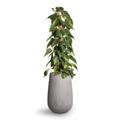 Patt High Plant Vase - Ridged Cement -Plant potted plants Philodendron scandens Brasil Sweetheart Plant Moss Pole 17x80cm Patt High Plant Vase Ridged Cement 29x43cm 2 b4572f90 6036 4497 be13 2a2f58a256db