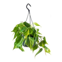 Philodendron Scandens Brasil - Sweetheart Plant -Plant potted plants Philodendron scandens Brasil Sweetheart Plant Small