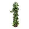 Philodendron Scandens - Column - HydroCare -Plant potted plants Philodendron scandens Column Hydroculture Indoor Plant