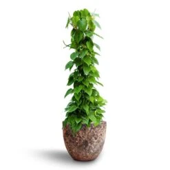 Philodendron Scandens - Column - HydroCare -Plant potted plants Philodendron scandens Column Hydroculture Lava Couple Relic Planter Pink