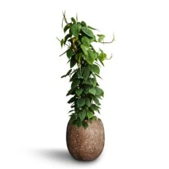 Philodendron Scandens - Column - HydroCare -Plant potted plants Philodendron scandens Column Hydroculture Polystone Coated Plain Balloon Planter Rock