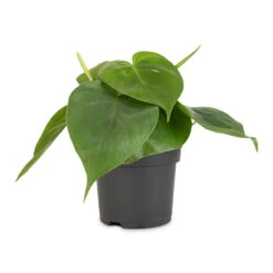 Philodendron Scandens - Sweetheart Plant 34 Philodendron Scandens - Sweetheart Plant -Plant potted plants Philodendron scandens Sweetheart Plant 12x20cm 1