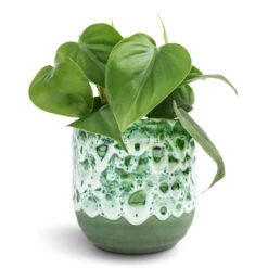 Philodendron Scandens - Sweetheart Plant 22 Philodendron Scandens - Sweetheart Plant -Plant potted plants Philodendron scandens Sweetheart Plant 12x20cm Ocean Glaze Plant Pot Emerald 13x13cm