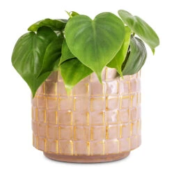Philodendron Scandens - Sweetheart Plant 24 Philodendron Scandens - Sweetheart Plant -Plant potted plants Philodendron scandens Sweetheart Plant 12x20cm Stian Plant Pot Soft Nougat 16x15cm