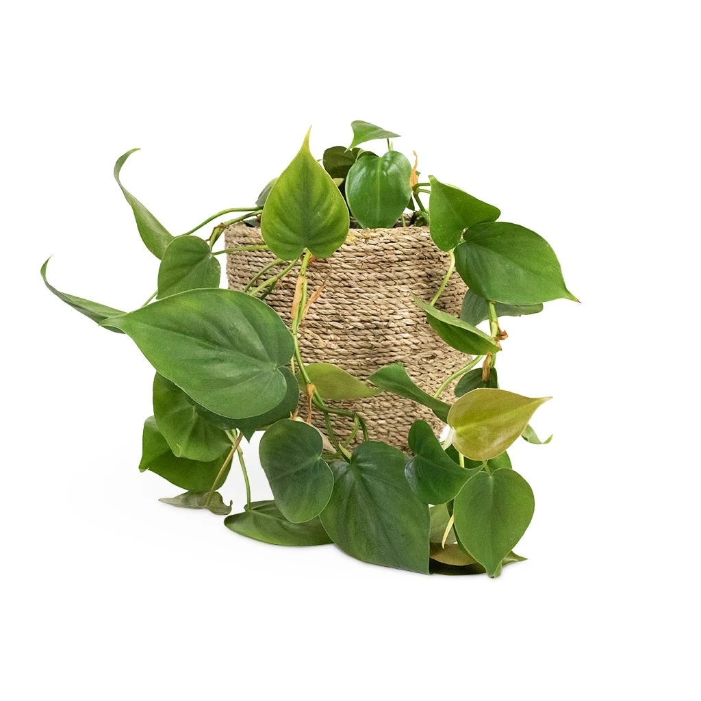 Philodendron Scandens - Sweetheart Plant 15 Philodendron Scandens - Sweetheart Plant - Image 13