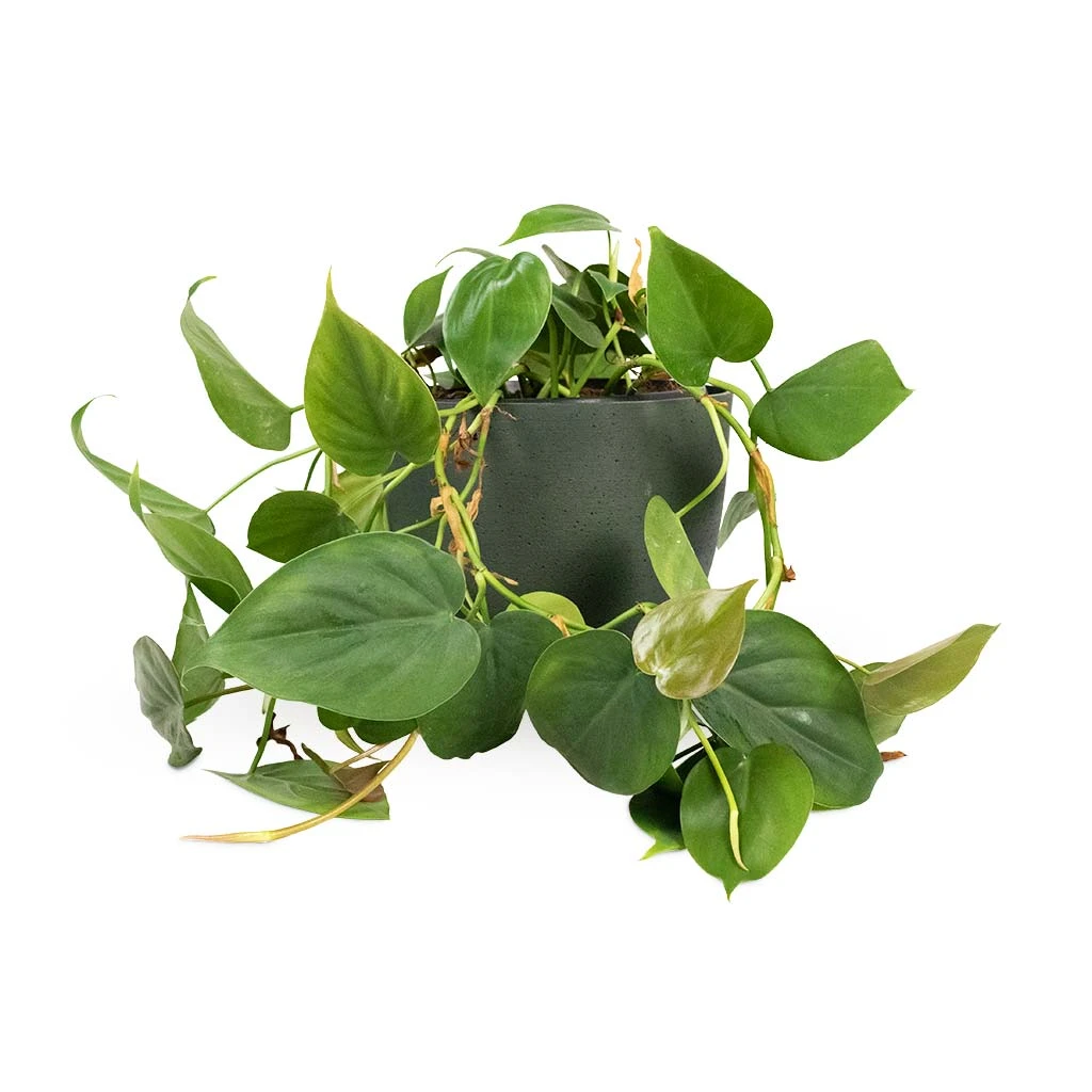 Philodendron Scandens - Sweetheart Plant 16 Philodendron Scandens - Sweetheart Plant - Image 14