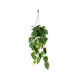 Philodendron Scandens - Sweetheart Plant 25 Philodendron Scandens - Sweetheart Plant -Plant potted plants Philodendron scandens Sweetheart Plant 17x30cm