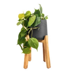 Philodendron Scandens - Sweetheart Plant 30 Philodendron Scandens - Sweetheart Plant -Plant potted plants Philodendron scandens Sweetheart Plant 17x30cm Patt Plant Pot Tall Stand Black Washed 30x43cm 4a2880d2 3507 4669 8b46 44d1d866ea87