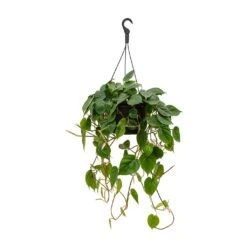 Philodendron Scandens - Sweetheart Plant 27 Philodendron Scandens - Sweetheart Plant -Plant potted plants Philodendron scandens Sweetheart Plant 28x50cm