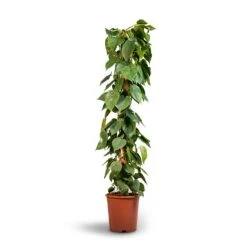 Philodendron Scandens - Sweetheart Plant - Moss Pole 11 Philodendron Scandens - Sweetheart Plant - Moss Pole -Plant potted plants Philodendron scandens Sweetheart Plant Moss Pole 27x150cm