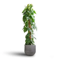Philodendron Scandens - Sweetheart Plant - Moss Pole 10 Philodendron Scandens - Sweetheart Plant - Moss Pole -Plant potted plants Philodendron scandens Sweetheart Plant Moss Pole 27x150cm Cody Plant Pot Ridged Dark Grey 35x31cm 7