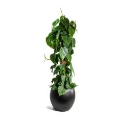 Philodendron Scandens - Sweetheart Plant - Moss Pole 12 Philodendron Scandens - Sweetheart Plant - Moss Pole -Plant potted plants Philodendron scandens Sweetheart Plant Moss Pole Cresta Plant Pot Matt Black ad045daa a207 420b b267 b77b40964c4c