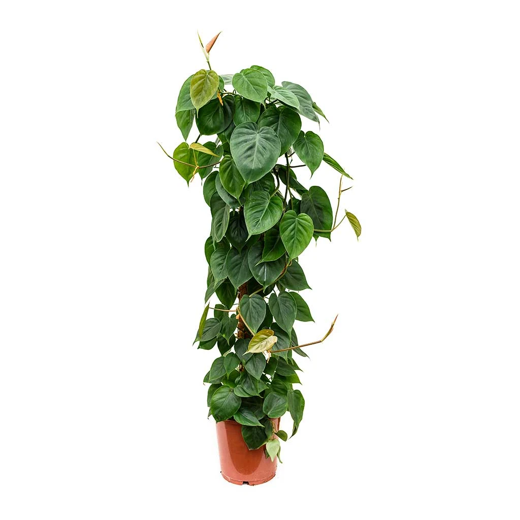 Philodendron Scandens - Sweetheart Plant - Moss Pole 4 Philodendron Scandens - Sweetheart Plant - Moss Pole - Image 2