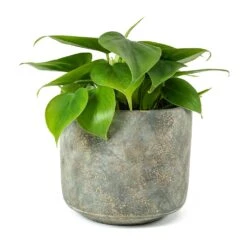 Philodendron Scandens - Sweetheart Plant 26 Philodendron Scandens - Sweetheart Plant -Plant potted plants Philodendron scandens Sweetheart Plant Saar Plant Pot Earth Cement