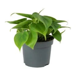 Philodendron Scandens - Sweetheart Plant 21 Philodendron Scandens - Sweetheart Plant -Plant potted plants Philodendron scandens Sweetheart Plant Small