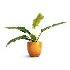 Jolin Plant Pot - Ochre -Plant potted plants Philodendron selloum Narrow Tiger Tooth 14x30cm Jolin Plant Pot Ochre 16x14cm 9fb288a6 e3cc 4a1c 995c 51c82f14c94e