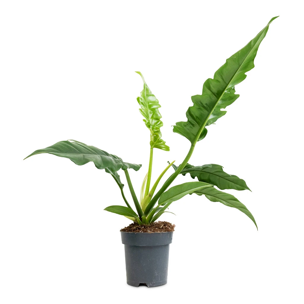 Philodendron Selloum Narrow - Tiger Tooth 5 Philodendron Selloum Narrow - Tiger Tooth - Image 3