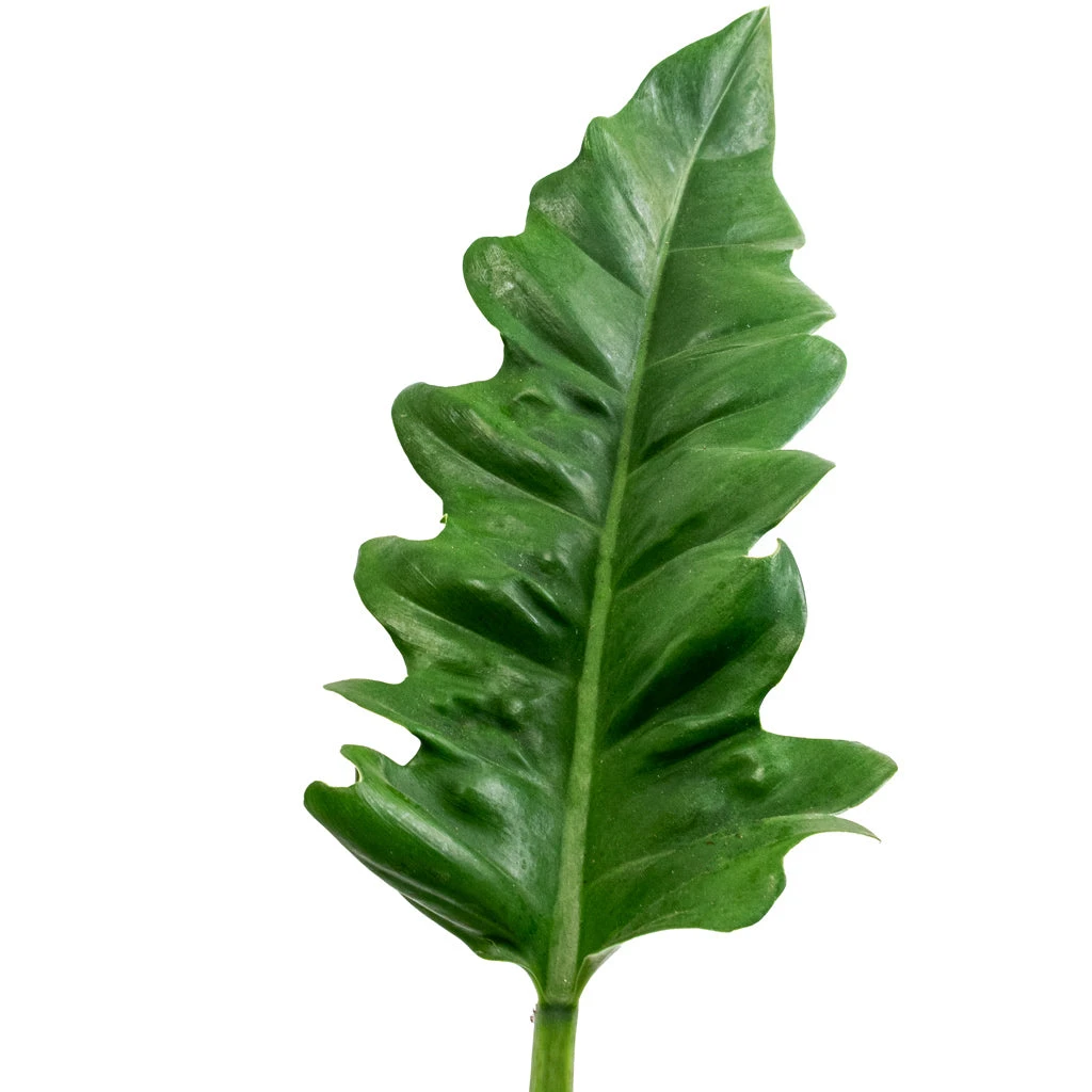 Philodendron Selloum Narrow - Tiger Tooth 4 Philodendron Selloum Narrow - Tiger Tooth - Image 2