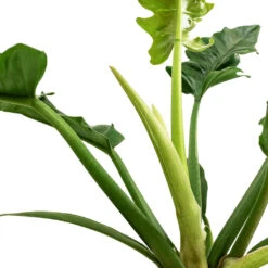 Philodendron Selloum Narrow - Tiger Tooth 11 Philodendron Selloum Narrow - Tiger Tooth -Plant potted plants Philodendron selloum Narrow Tiger Tooth SWATCH 3