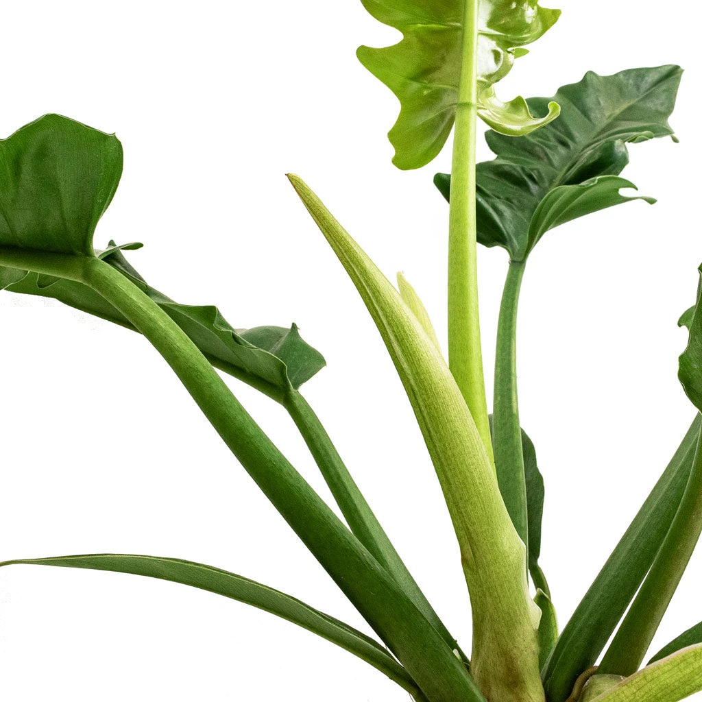 Philodendron Selloum Narrow - Tiger Tooth 6 Philodendron Selloum Narrow - Tiger Tooth - Image 4