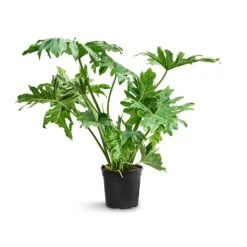 Philodendron Selloum - Tree Philodendron -Plant potted plants Philodendron selloum Tree Philodendron 24x100cm