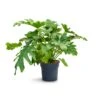 Philodendron Selloum - Tree Philodendron -Plant potted plants Philodendron selloum Tree Philodendron 30x120cm
