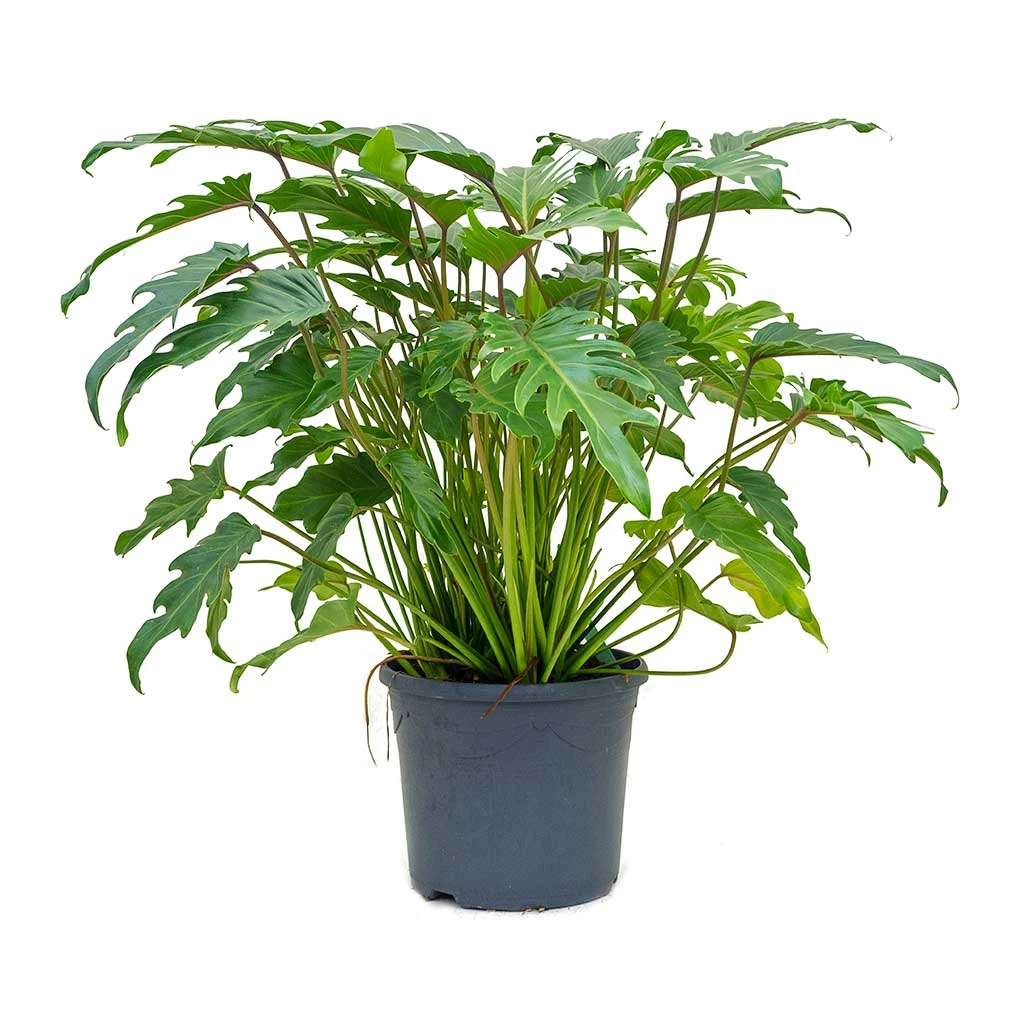 Philodendron Winterbourn - Xanadu Philodendron 8 Philodendron Winterbourn - Xanadu Philodendron - Image 6