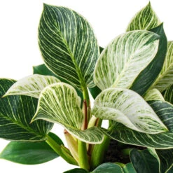 Philodendron Birkin - White Wave 26 Philodendron Birkin - White Wave -Plant potted plants PhilodendronBirkin WhiteWave 2