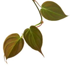 Philodendron Micans - Velvet Leaf Philodendron -Plant potted plants Philodendron Micans 1