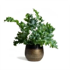 Phlebodium Davana - Blue Star Fern -Plant potted plants Phlebodium Blue Star Blue Star Fern 17x50cm Mya Plant Pot Deep Champagne 15x13cm