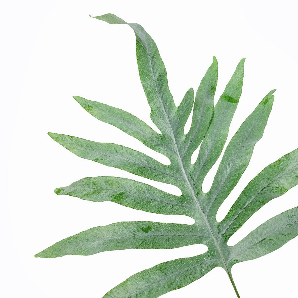 Phlebodium Blue Star - Blue Star Fern 4 Phlebodium Blue Star - Blue Star Fern - Image 2