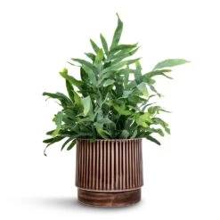 Nella Plant Pot - Coffee 19 Nella Plant Pot - Coffee -Plant potted plants Phlebodium Blue Star Blue Star Fern 21x50cm Nella Plant Pot Coffee 21x19cm 5ab0091b 1136 49e8 8266 a4cd972c48bb