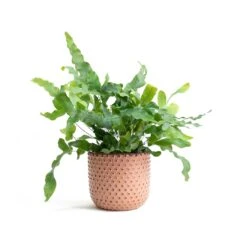 Phlebodium Blue Star - Blue Star Fern 29 Phlebodium Blue Star - Blue Star Fern -Plant potted plants Phlebodium Blue Star Blue Star Fern Bolino Plant Pot Pale Rose 5a391960 e65a 4ff0 9a93 c61b0923c236