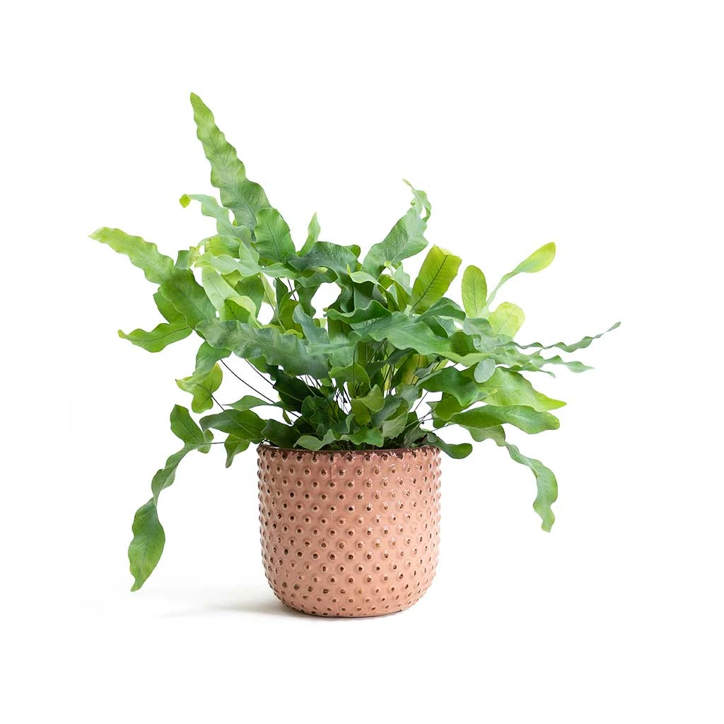 Phlebodium Blue Star - Blue Star Fern 14 Phlebodium Blue Star - Blue Star Fern - Image 12