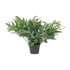 Phlebodium Blue Star - Blue Star Fern 23 Phlebodium Blue Star - Blue Star Fern -Plant potted plants Phlebodium Blue Star Blue Star Fern Large