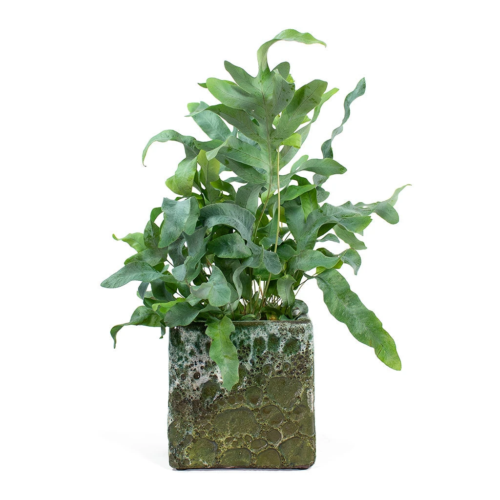 Lava Cube Relic Planter - Jade 14 Lava Cube Relic Planter - Jade - Image 12