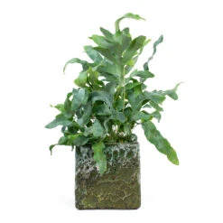 Phlebodium Blue Star - Blue Star Fern 30 Phlebodium Blue Star - Blue Star Fern -Plant potted plants Phlebodium Blue Star Blue Star Fern Lava Cube Relic Planter Jade e8ee81f0 a909 46dd b3e6 7965bf828f95