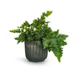 Phlebodium Davana - Blue Star Fern -Plant potted plants Phlebodium davana Blue Star Fern 12x25cm Duncan Plant Pot Blue Gold 17x16cm 23fc29e3 c994 4c20 8cff c18b9c13865c