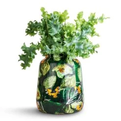 Lammie Planter - Bee Green 15 Lammie Planter - Bee Green -Plant potted plants Phlebodium davana Blue Star Fern 12x25cm Lammie Planter Bee Green 21x24cm 2d8790a8 dda6 425d a136 bb3af415f5e5