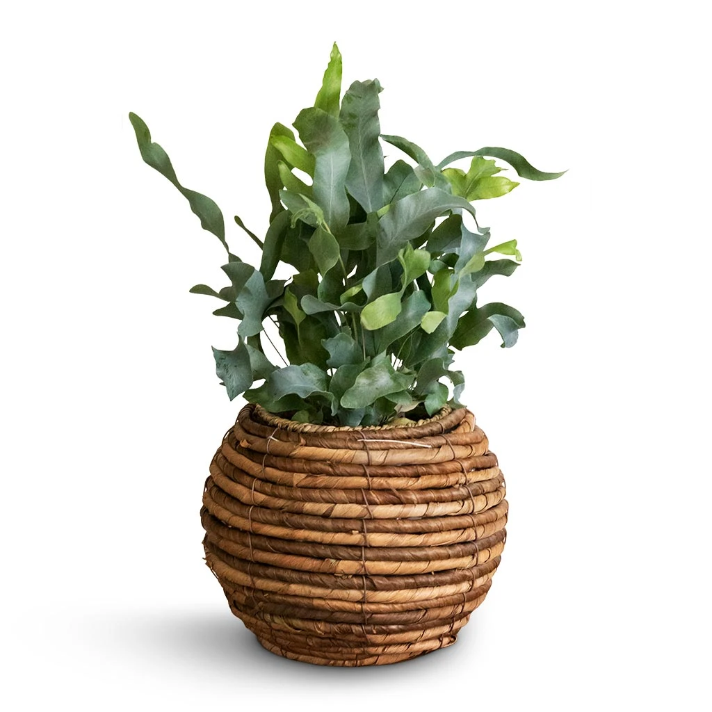 Phlebodium Blue Star - Blue Star Fern 11 Phlebodium Blue Star - Blue Star Fern - Image 9