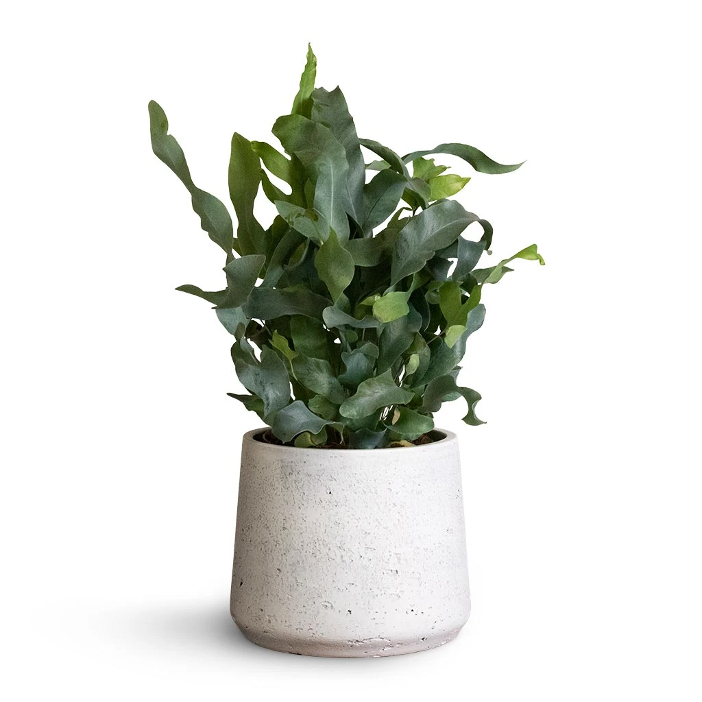 Patt Plant Pot - White Washed 10 Patt Plant Pot - White Washed - Image 8