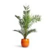 Phoenix Canariensis - Canary Island Date Palm -Plant potted plants Phoenix Canariensis Canary Island Date Palm 21x130cm Charlotte Plant Pot Orange 29x25cm