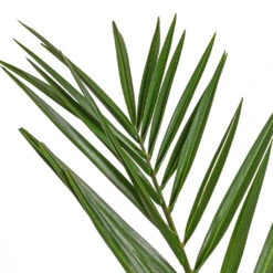 Phoenix Canariensis - Canary Island Date Palm -Plant potted plants Phoenix canariensis Canary Island Date Palm 14x60cm 2